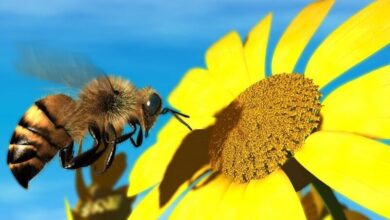honeybee 160317