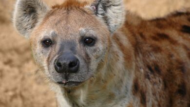 what is called a hyena