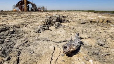 iraqi marshes biodiversity climate challenges