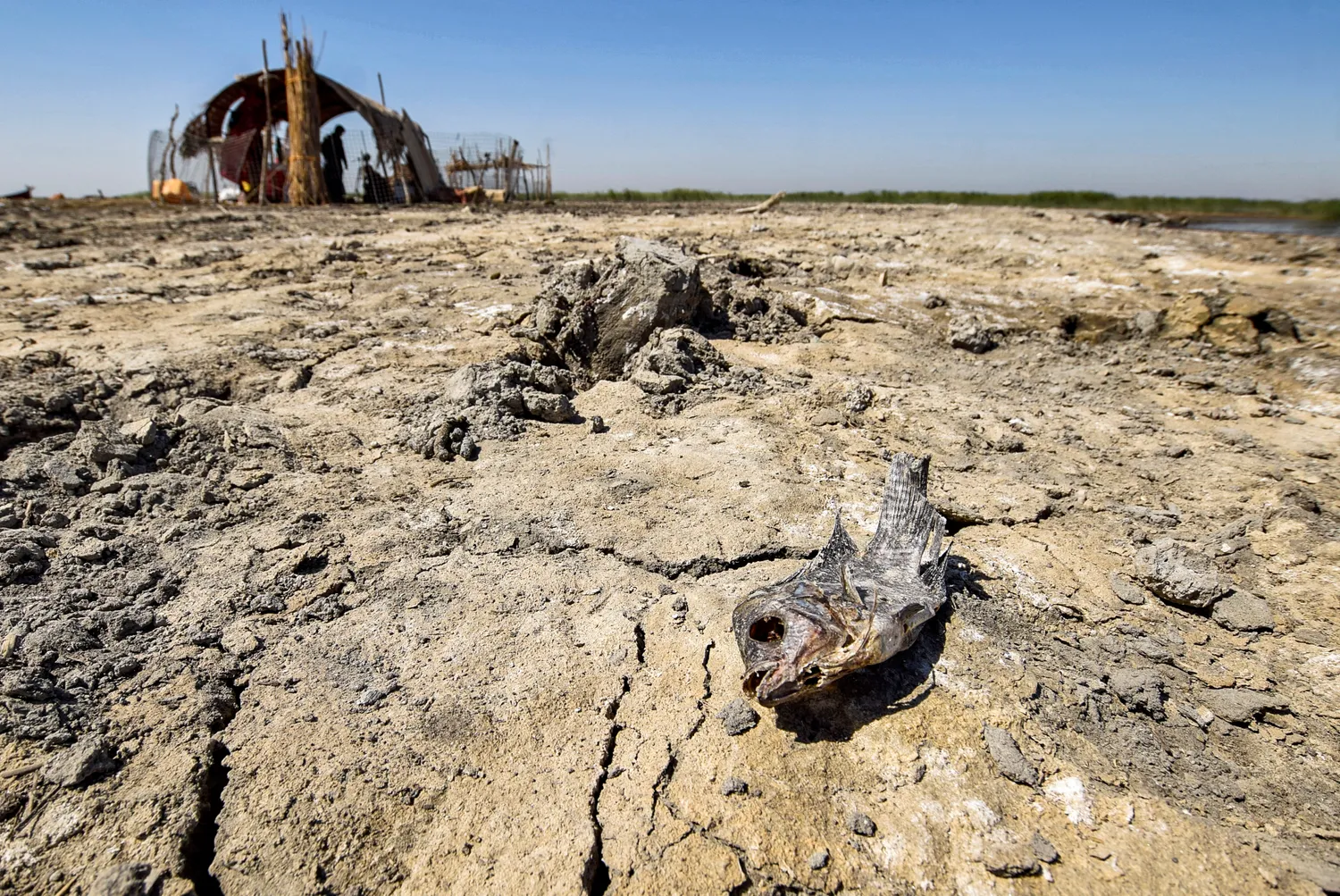 iraqi marshes biodiversity climate challenges