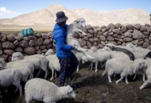 south america lithium food security