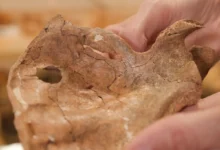 guardian-neanderthal-spear-shanidar-cave-iraq